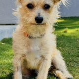 Entry image for Louie 