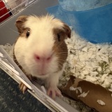 Entry image for Piglet