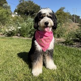 Entry image for Alfie