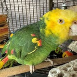 Entry image for Parrot
