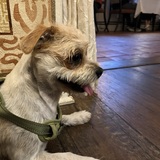 Entry image for Nugget
