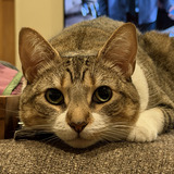 Entry image for Penny