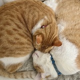 Entry image for Ollie and Mozie