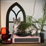 Entry image for Tallulah Belle