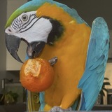 Entry image for Mango