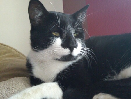 Entry image for Sylvester (aka SLY-vester). Clicking this image will show a larger photo