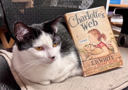 Entry image for Booksie . Clicking this image will show a larger photo