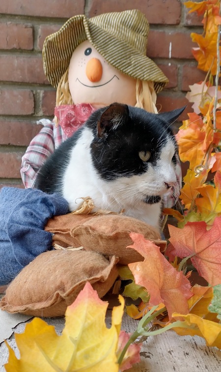 Entry image for Sylvester . Clicking this image will show a larger photo