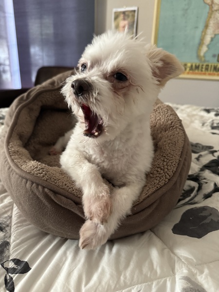Entry image for Hachi. Clicking this image will show a larger photo