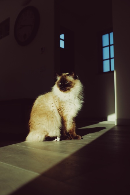 Entry image for Remy. Clicking this image will show a larger photo