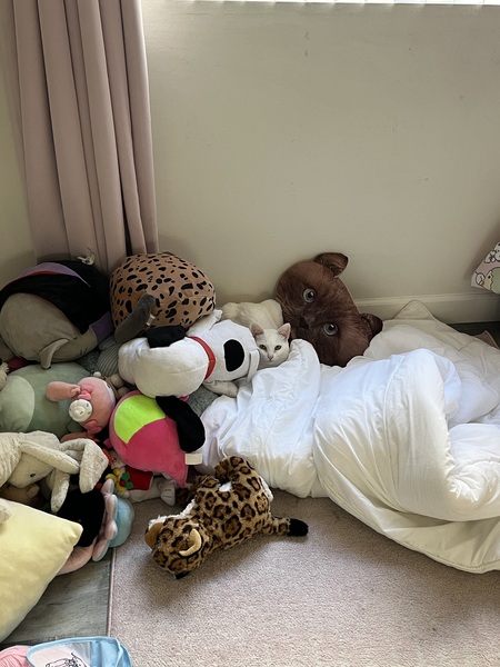 Entry image for Vanilla . Clicking this image will show a larger photo