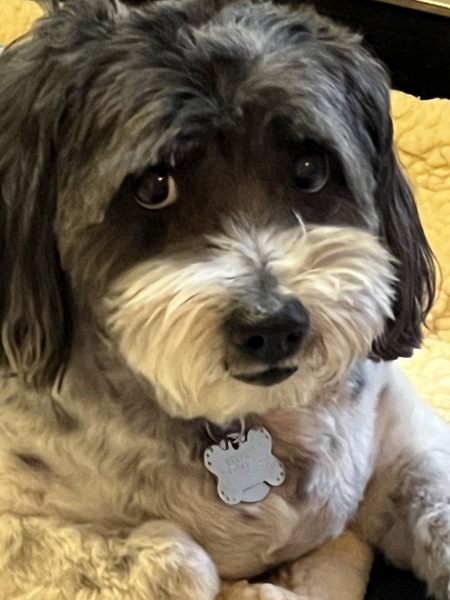 Entry image for Bear. Clicking this image will show a larger photo