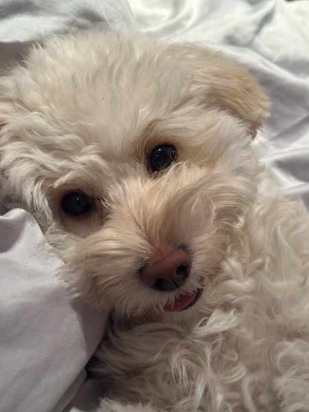 Entry image for Mochi. Clicking this image will show a larger photo