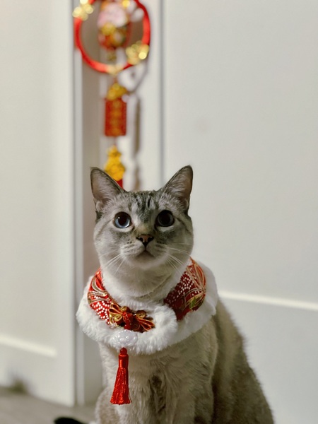 Entry image for Neko. Clicking this image will show a larger photo