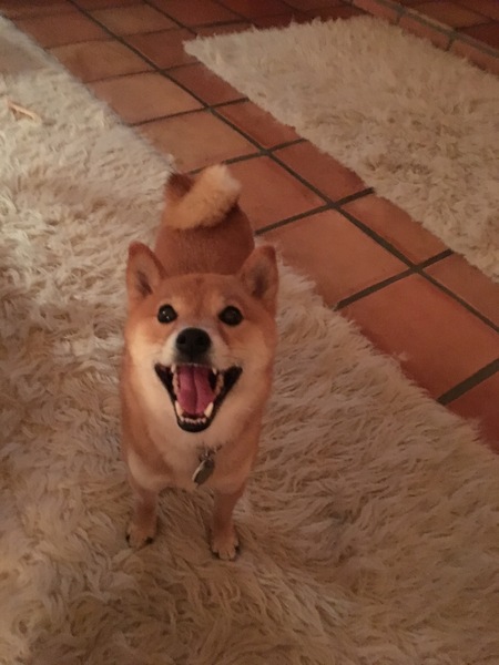 Entry image for Miko. Clicking this image will show a larger photo