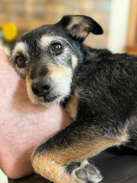 Entry image for Fritz. Clicking this image will show a larger photo