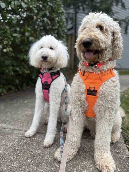 Entry image for Joy and Teddy. Clicking this image will show a larger photo