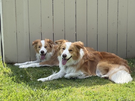Entry image for Daisy and Tag. Clicking this image will show a larger photo