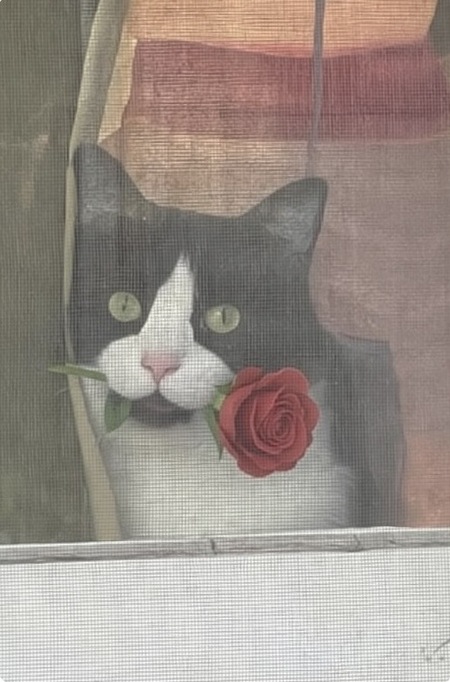 Entry image for Romeo. Clicking this image will show a larger photo