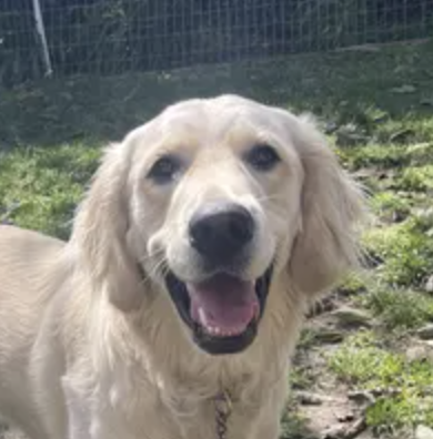 Entry image for Bailey. Clicking this image will show a larger photo