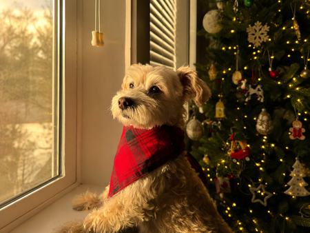 Entry image for Odie. Clicking this image will show a larger photo