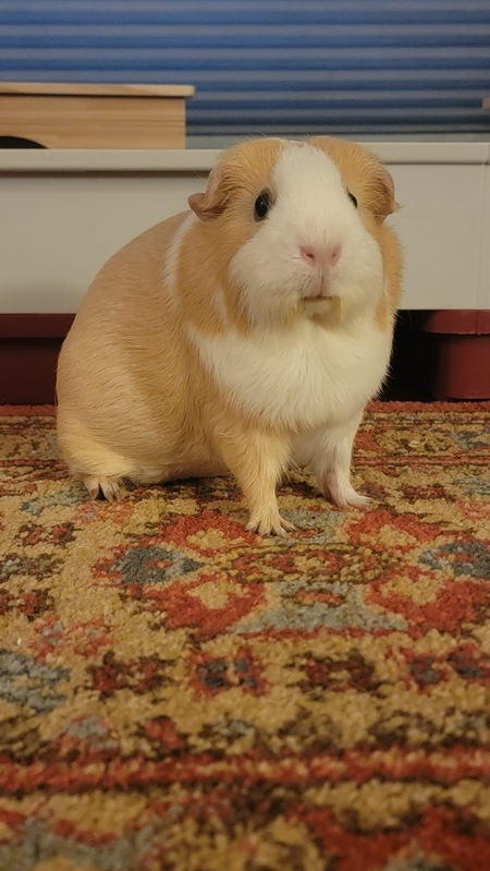 Entry image for Ginger. Clicking this image will show a larger photo