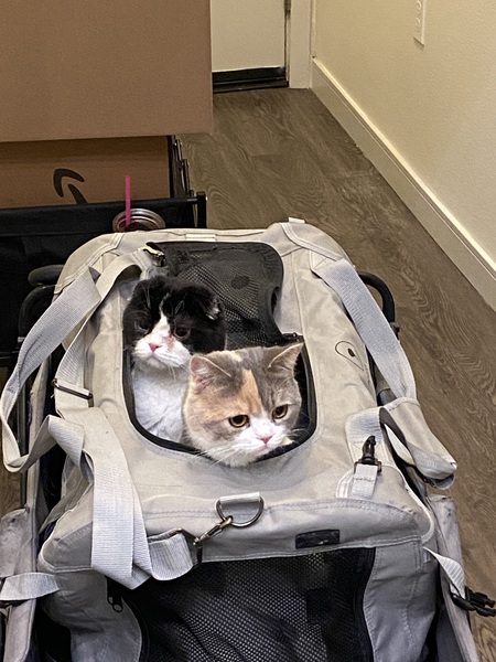 Entry image for Mochi and Oreo. Clicking this image will show a larger photo