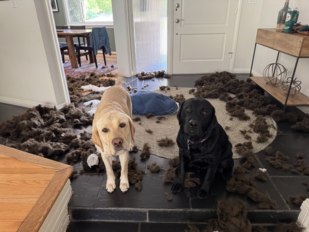 Entry image for Duke and Dexter. Clicking this image will show a larger photo