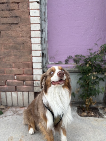Entry image for Luie. Clicking this image will show a larger photo