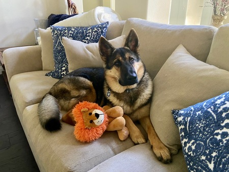 Entry image for Loki. Clicking this image will show a larger photo