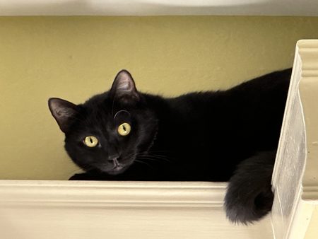 Entry image for Rocco. Clicking this image will show a larger photo