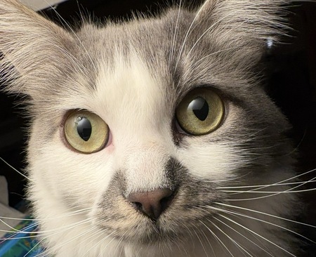 Entry image for Chester. Clicking this image will show a larger photo