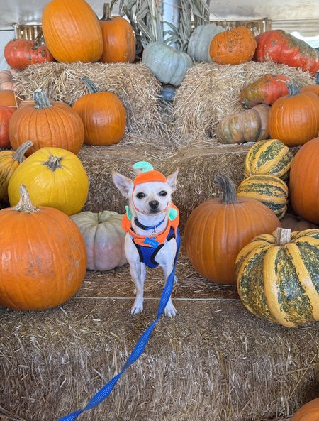 Entry image for Mookie. Clicking this image will show a larger photo