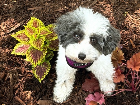 Entry image for Lily. Clicking this image will show a larger photo