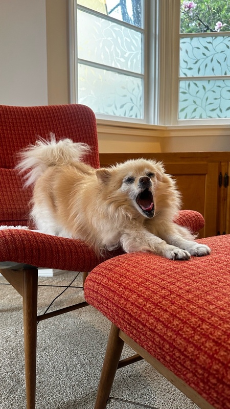 Entry image for Miss Coco. Clicking this image will show a larger photo