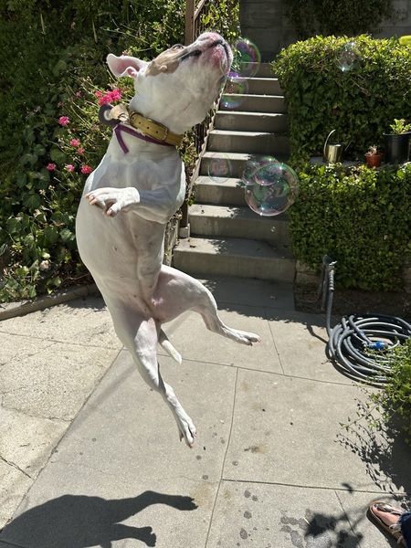 Entry image for Daisy. Clicking this image will show a larger photo