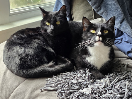 Entry image for Ori and Pixel. Clicking this image will show a larger photo