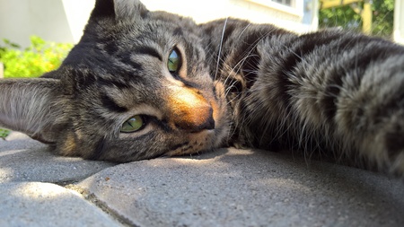 Entry image for Chief Fluffypants . Clicking this image will show a larger photo