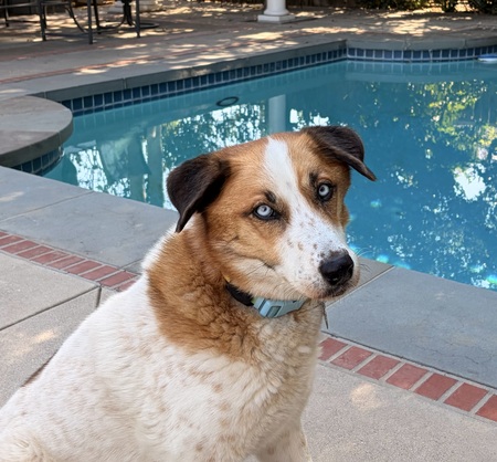 Entry image for Ozzie. Clicking this image will show a larger photo