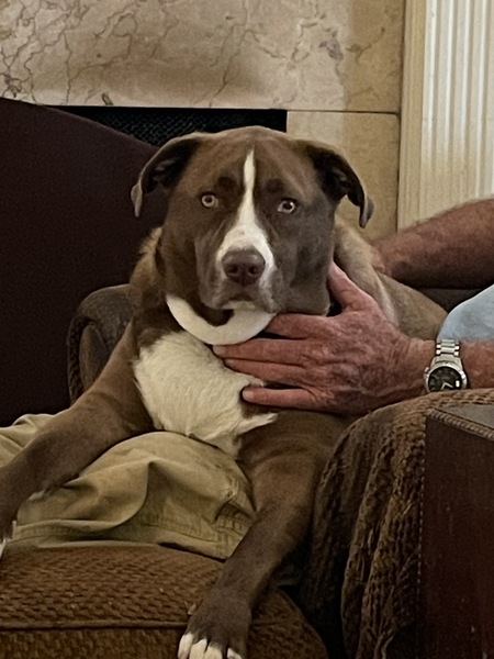Entry image for Hank. Clicking this image will show a larger photo