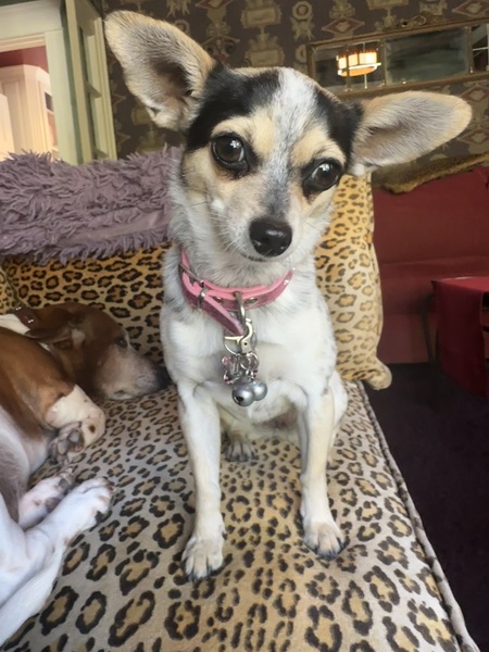 Entry image for Maisy and Merle. Clicking this image will show a larger photo