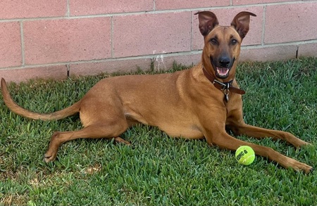 Entry image for Brownie . Clicking this image will show a larger photo
