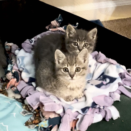 Entry image for Halle and Logan. Clicking this image will show a larger photo