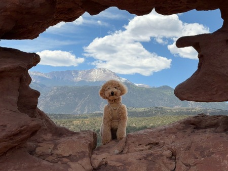 Entry image for Huey. Clicking this image will show a larger photo