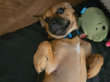 Entry image for Teddy. Clicking this image will show a larger photo