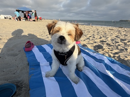 Entry image for Benji. Clicking this image will show a larger photo