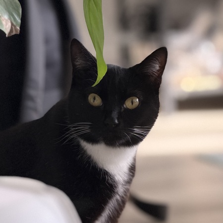 Entry image for Phoebe. Clicking this image will show a larger photo