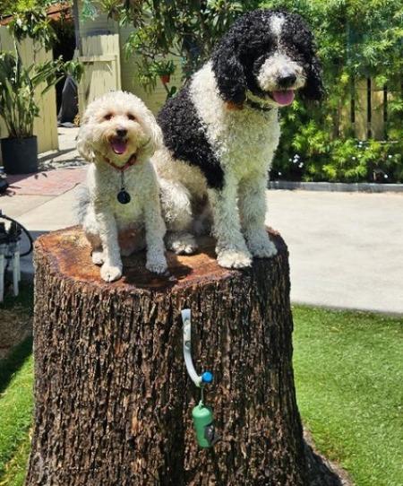 Entry image for Chino & Kiko . Clicking this image will show a larger photo
