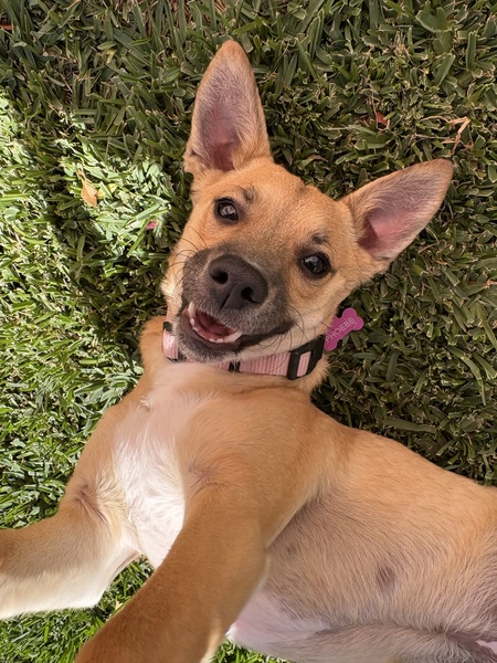 Entry image for Phoebe . Clicking this image will show a larger photo