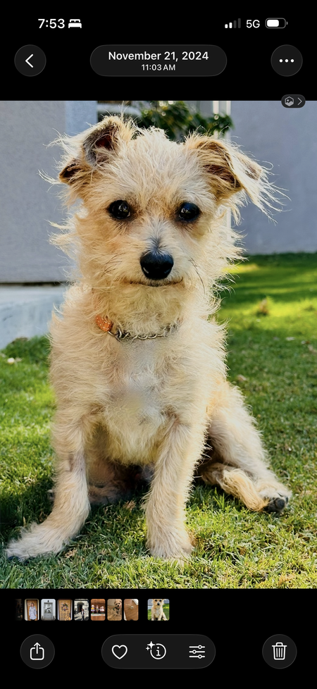 Entry image for Louie . Clicking this image will show a larger photo